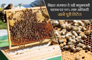 Beekeeping Subsidy Scheme 2024: बिहार सरकार दे रही मधुमक्खी पालन पर 90% तक सब्सिडी, जानें पूरी डिटेल